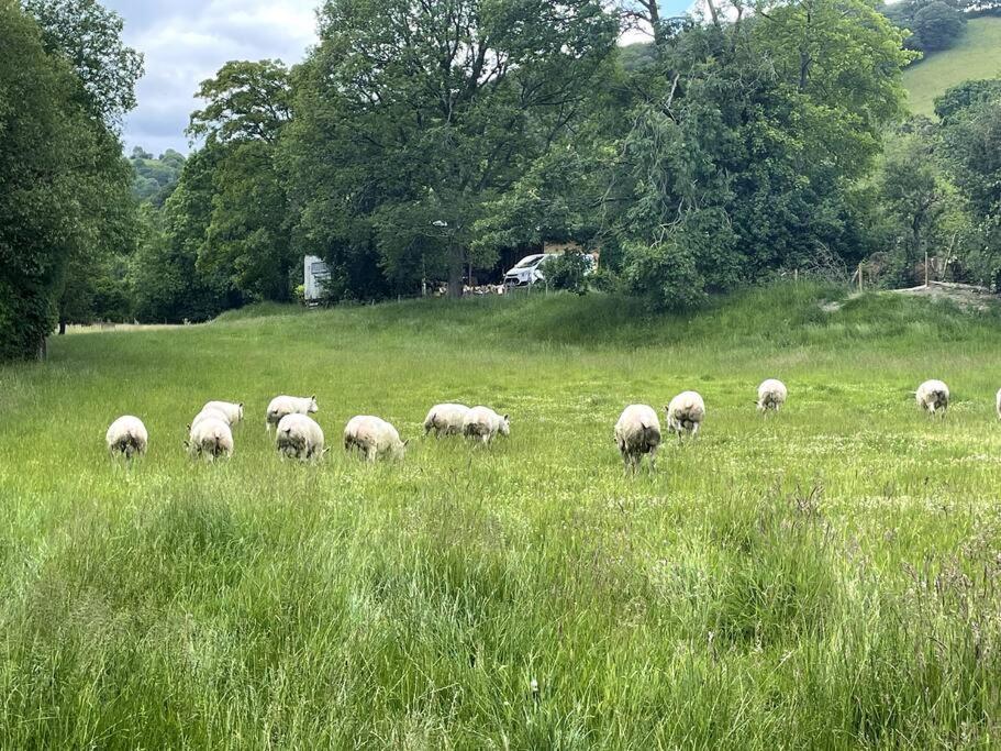 Y Felin Bed And Breakfast And Smallholding Caersws Εξωτερικό φωτογραφία